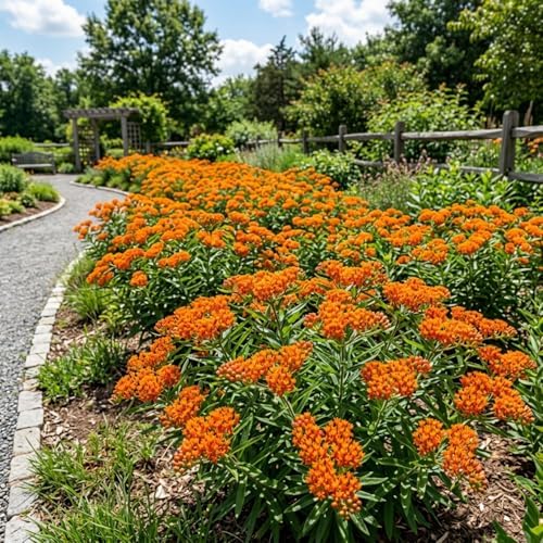 3 Orange Milkweed Live Plants, Milkweed Flower Plant, 5-7 Inc - Image 5