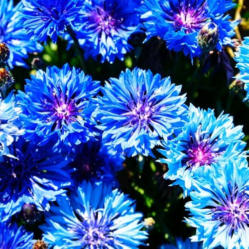 1107+ Perennial Cornflower Seeds Mix for Planting,Dwarf Colorful Cornflower Seeds Corn Flowers Seed Non-GMO Heirloom Plant Seed Home Garden - Image 2