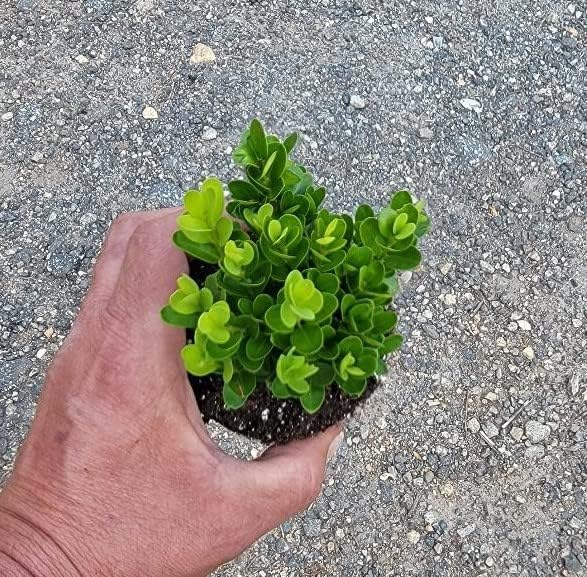True Dwarf English Boxwood (Buxus) - Starter Plant (7m) (1 Live Plant) - Image 2