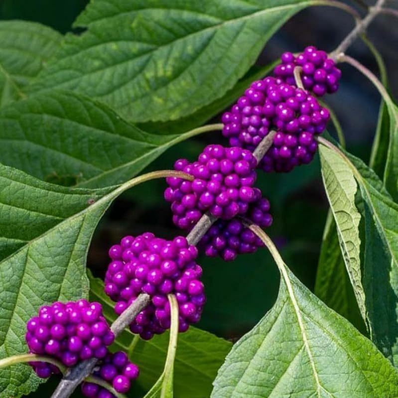 American Beautyberry Shrub/Bush - 12-14" Tall Live Plant - Gallon Pot by Unknown
