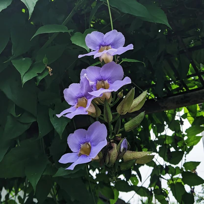 Thunbergia Grandiflora Plants | Pack of 2 (Two) | 5-9 Inch Blue Trumpet Vine | Sky Vine/Bengal Clock Vine | Fast-Growing Large Climber for Fences, Arbors & Privacy Screens - Image 3