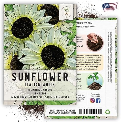 Seed Needs Italian White Sunflower Seeds to Plant Cut Flowers - 5 Packs - Image 6