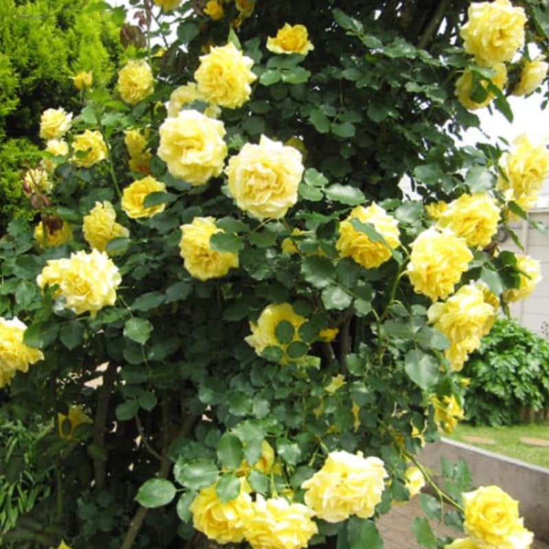 Climbing Rose Plant Live, Ready to Plant Rose, 5-9 Inch Tall - Image 7