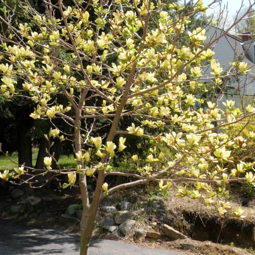 Yellow Magnolia Tree Live Plant, 12-24 Inch Tall, Gallon Pot - Image 5