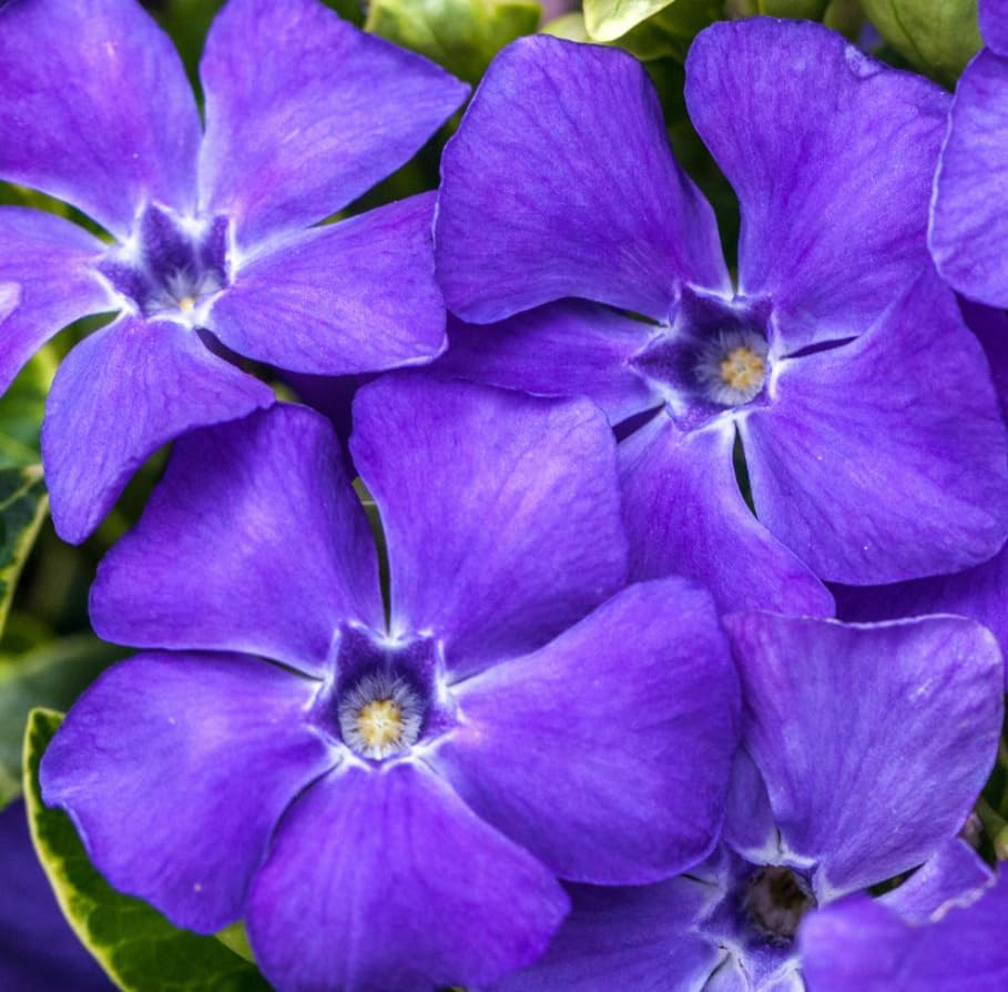 Pack of 2 Blue Vinca Plants for Ground Cover Plants, Creeping Myrtle Periwinkle Vinca Vine Flowering Plant 6-12" Tall 4" Pot - Image 6