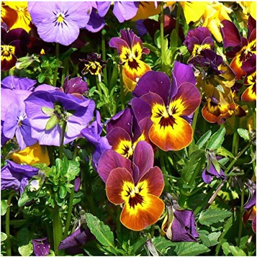 Seed Needs Bambini Viola Seeds to Plant an Annual Flower Garden 5 Packs - Image 3