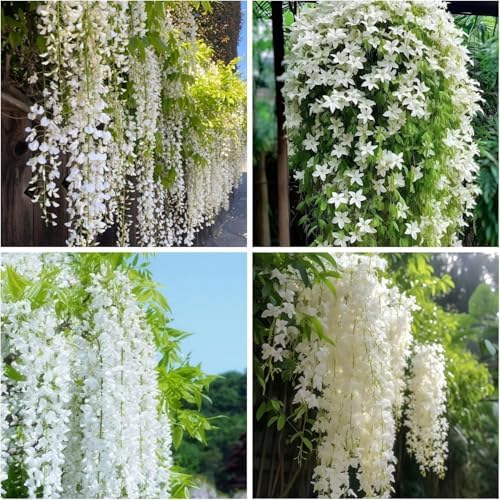 Climbing Jasmine Seeds for Planting 100pcs Fragrant Flowering Vine Fast-Growing for Fences, Trellises & Garden Landscaping - Image 3