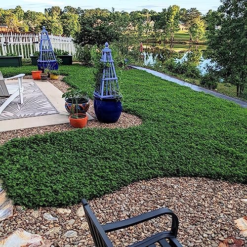 Outsidepride Perennial White MiniClover Seed - 1 lb. Dwarf, Small-Leaved, Drought & Wear-Tolerant Micro Clover Seeds for Lawn, Ideal Low-Maintenance & Easy to Grow Ground Cover Seeds for Home Yard - Image 2
