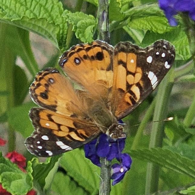 Blue Porterweed Plants | Pack of 2 (Two) | 5-9 Inch Stachytarpheta Jamaicensis | Blue Snake Weed | Fast-Growing Butterfly Magnet for Butterfly Gardens & Patios | Continuous Blooming Native Perennial - Image 3