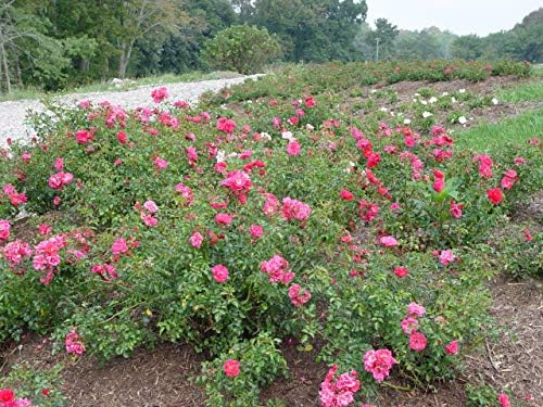Live Plant from Green Promise Farms Flower Carpet Roses ROSA `FLOWER CARPET PINK` Pink Flower Shrub #2 Size Container Pink - Image 3