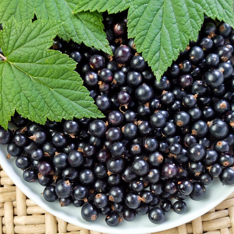 Black Currant Bush Live Plant, Berry Shrub Indoor Outdoor, 5-9 Inch Tall - Image 6