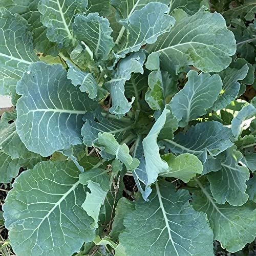 1000 Morris Heading Collard Seeds for Planting. Non GMO and Heirloom. 3+ Grams of Seeds. Garden Vegetable Survival Collards - Image 2