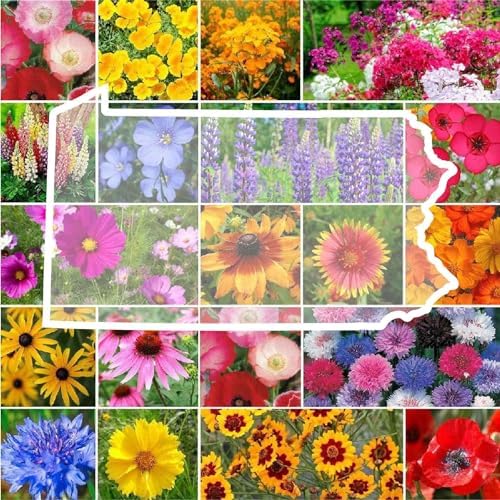 Eden Brothers Pennsylvania Wildflower Mixed Seeds for Planting, 1 oz by EdenBrothers