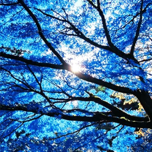 17+ Rare Japanese Maple Tree Seeds for Planting (Acer Palmatum) - Features Attractive Silver-Gray Foliage, Ornamental Tree for Bonsai & Garden Outdoor by MIXRUGBACWATER