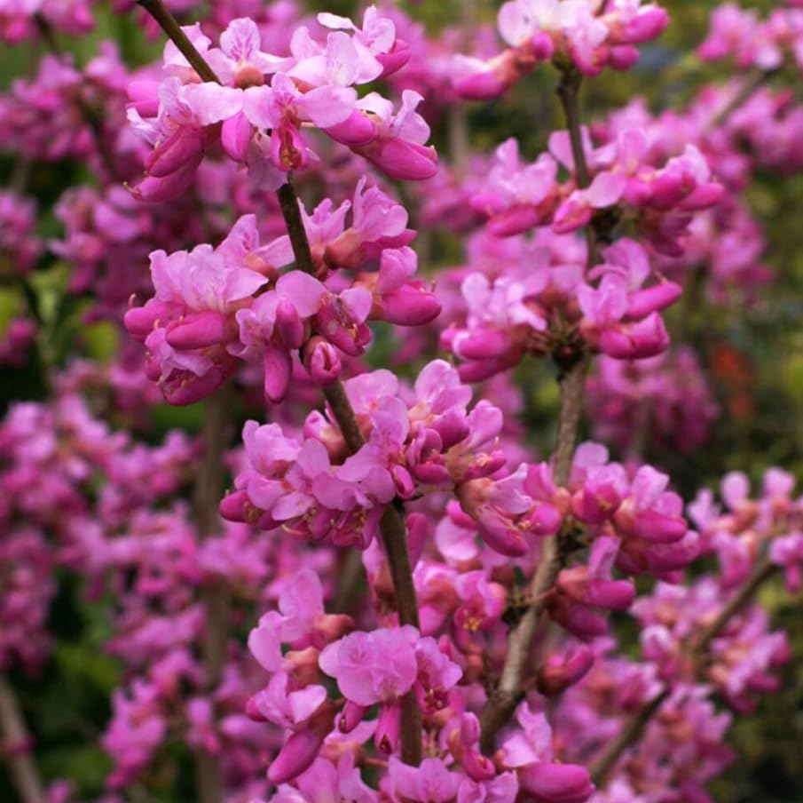 2 Eastern Redbud Tree Live Plants 6-16 Inch Tall Qt Pot, Ornamental Spring Blooming Seedling Cercis Canadensis Shrub Red Bud Tree - Image 7