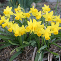 Tete A Tete Daffodil Flower Bulbs Jumbo Pack - 50 Bulbs per Pack - Deer Resistant - Good as Cut Flowers - Good for Indoor Forcing - Grows Well in Containers - Naturalizing - Perennializing by HollandBulbFarms
