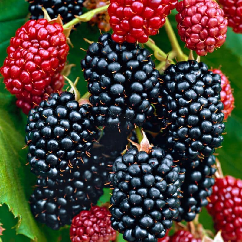 2 Fast Growing BlackBerry Plants Live for Planting, High Yielding, Sweet Juicy Berries for Your Garden, 4-6" in Tall, Cold Hardy, Dormant in Winter, No Pot - Image 6