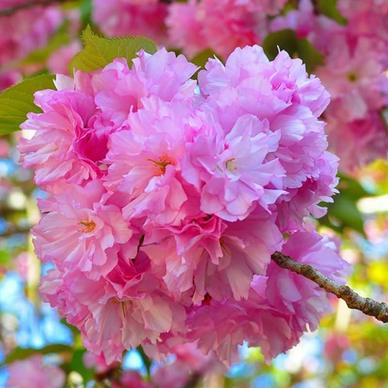 Kwanzan Cherry Blossom Tree Plant Live, Bloom Tree, 2.5 Inch Pot - Image 2
