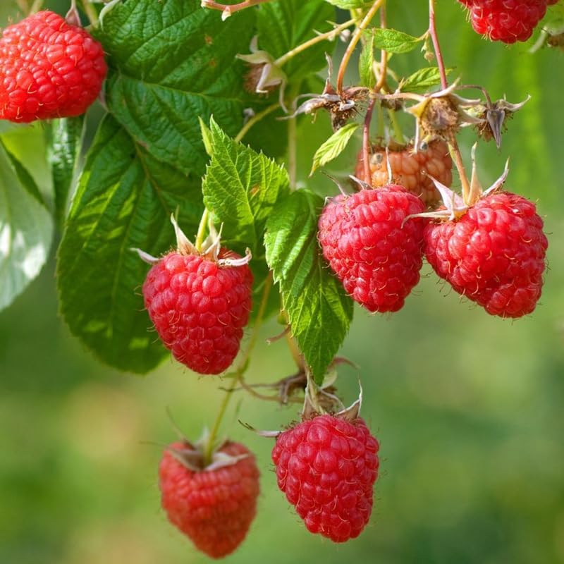 2 Red Raspberry Plants Live, Edible Berry Bush Plant, 5-10" Tall - Image 6