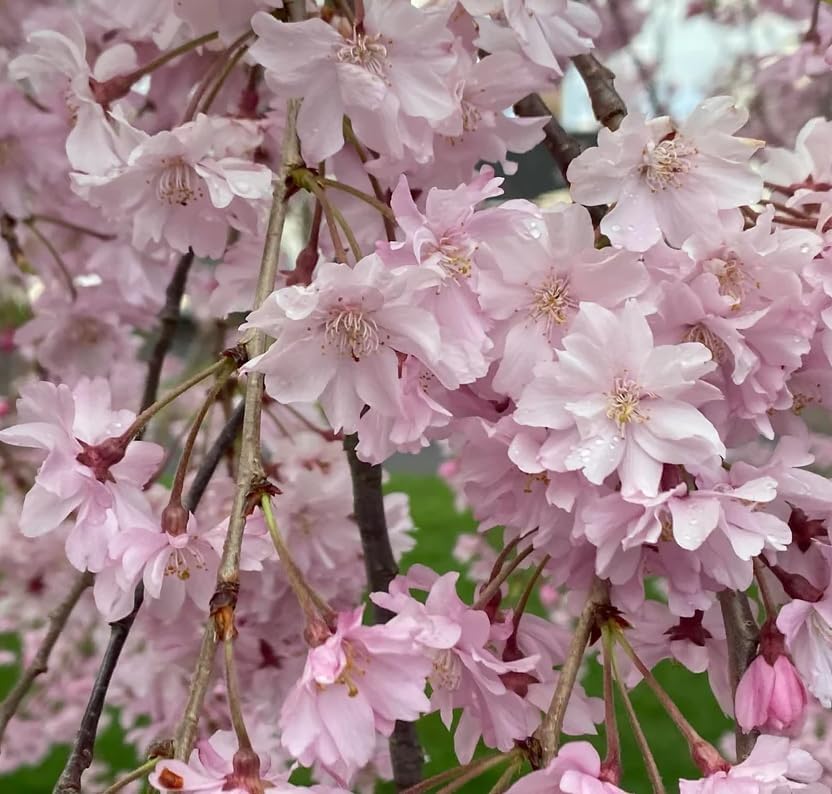 Weeping Cherry Trees Live Plant Cherry Blossom Tree, Ornamental Tree White Spring Blooms, Deciduous Small Plant 6-12" Tall in Small Pot - Image 7