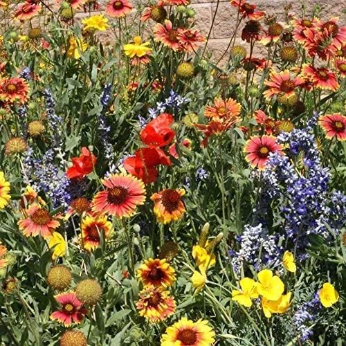 Outsidepride Dryland Wildflower Seed Mix - 1 lb. Colorful Blend of Drought Tolerant, Annual and Perennial Wildflower Seeds for Attracting Pollinators in Arid States & Xeriscapes - Image 5