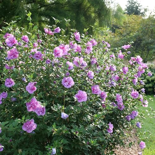 Proven Winners 2 Gal. Dark Lavender Chiffon Rose of Sharon (Hibiscus) Shrub - Image 5