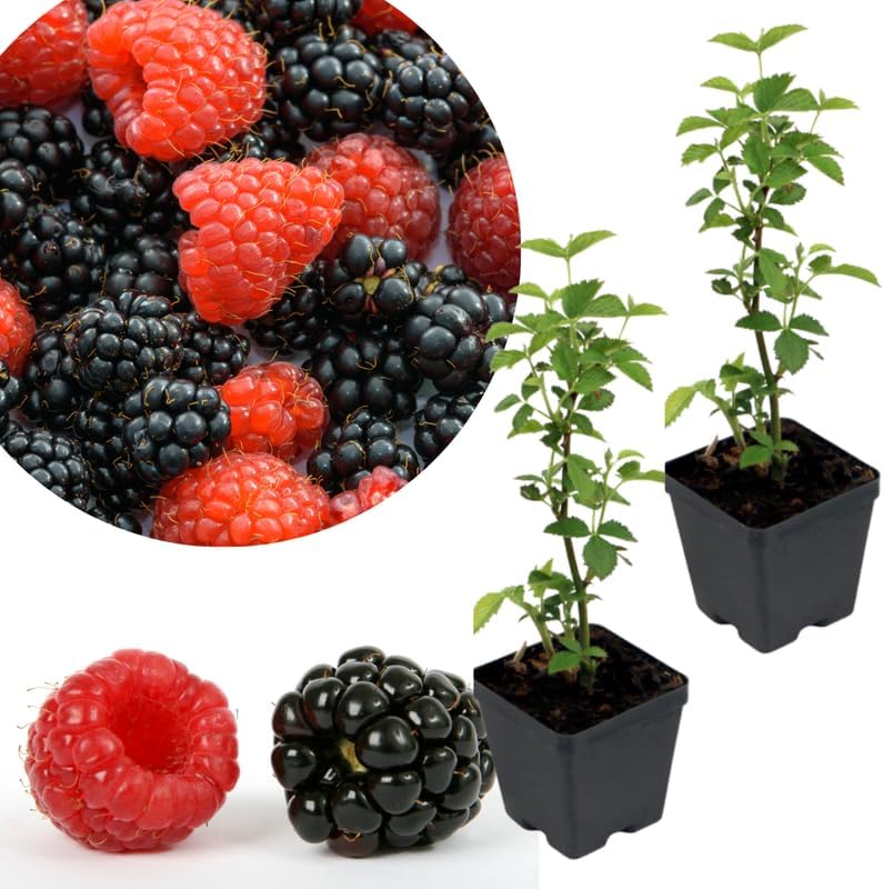 2 Random BlackBerry Plants Live for Planting, High Yielding, Sweet Juicy Berries for Your Garden, 4-6" in Tall, Cold Hardy, Dormant in Winter, No Pot by Unknown