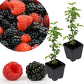 2 Random BlackBerry Plants Live for Planting, High Yielding, Sweet Juicy Berries for Your Garden, 4-6" in Tall, Cold Hardy, Dormant in Winter, No Pot by Unknown
