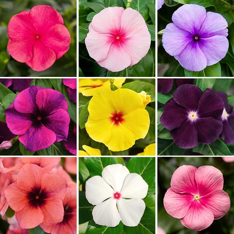 999+ Mix Vinca Periwinkle Flower Seeds for Planting in Home Garden - High Germination Rate, Drought-Tolerant,Low-Maintenance Ground Cover Seeds by Unknown