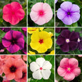 999+ Mix Vinca Periwinkle Flower Seeds for Planting in Home Garden - High Germination Rate, Drought-Tolerant,Low-Maintenance Ground Cover Seeds by Unknown