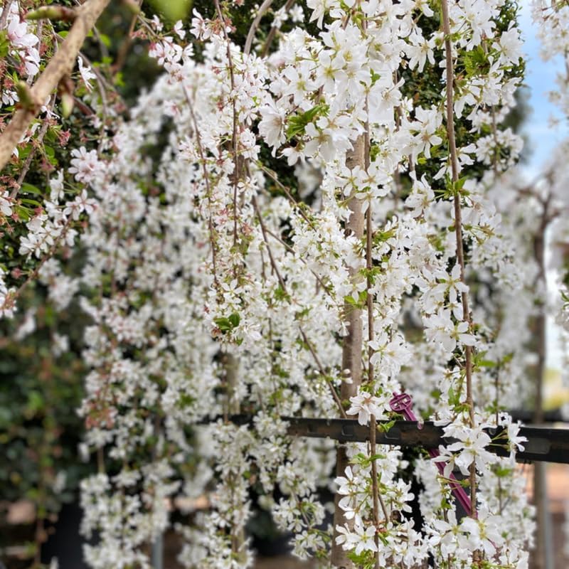 Weeping Cherry Blossom Tree Live Plant, 6-12 Inch Tall, 2.5 Inch Pot - Image 5