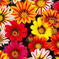 300 Perennial Mix Gazania Seeds Heat-Perennial Ground Cover Seeds-Drought Tolerant Garden Wild Flowers Seed for Gardens Outdoor by MIXRUGBACWATER