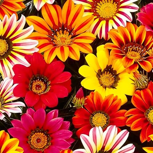 300 Perennial Mix Gazania Seeds Heat-Perennial Ground Cover Seeds-Drought Tolerant Garden Wild Flowers Seed for Gardens Outdoor by MIXRUGBACWATER