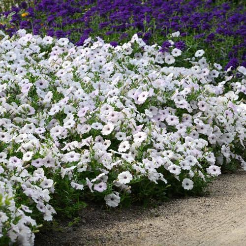 Eden Brothers Petunia Seeds - Easy Wave Silver - Image 2