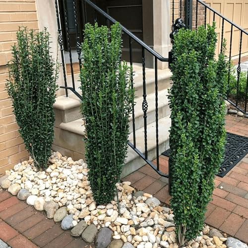 Holly 1 Gal. Sky Pencil Shrub - Image 3