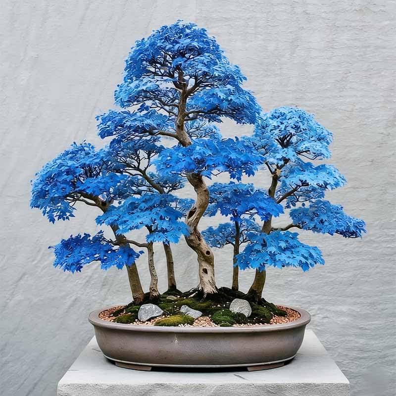 15Pcs Bonsai Maple Tree Seeds for Planting-Non-GMO Heirloom Plant Seeds Garden Outdoor by Unknown