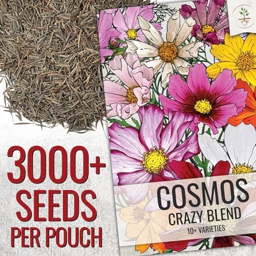 Seed Needs Flower Seeds Cosmos Original Crazy Blend 10+ Varieties Bulk Pack - Image 3