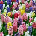 BRECK'S - Hyacinth Multicolored Mixture Dormant Spring Flowering Bulbs - Each Offer Includes 25 Bulbs by BRECKS