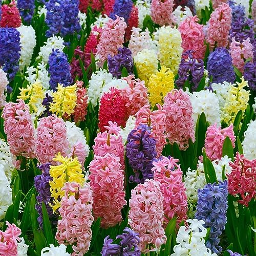 BRECK'S - Hyacinth Multicolored Mixture Dormant Spring Flowering Bulbs - Each Offer Includes 25 Bulbs by BRECKS