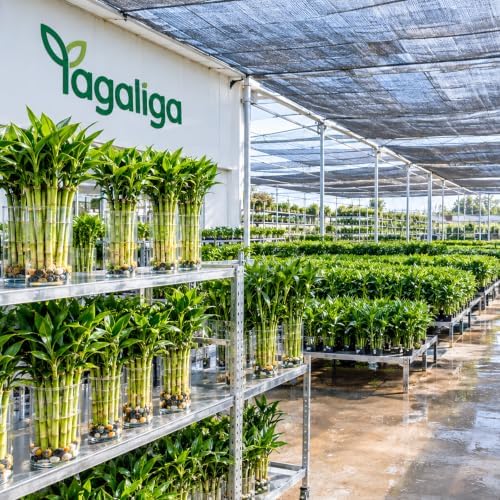 3 Stalks Lucky Bamboo Plants Indoor Live - Multi-Height Set (2x4 & 1x6) for Good Luck & Prosperity - Easy Care Houseplant, Home Office Decor Gift Ready - Image 6