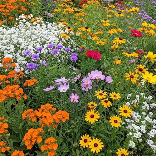 Ferry-Morse Gulf Coast-Caribbean Bulk Wildflower Seeds, 300,000+, 1 lb by FerryMorse