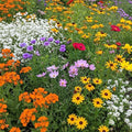 Ferry-Morse Gulf Coast-Caribbean Bulk Wildflower Seeds, 300,000+, 1 lb by FerryMorse