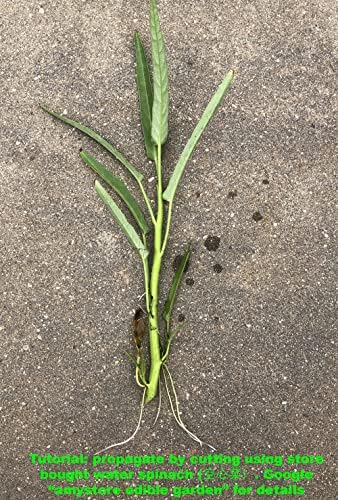 Bean Seeds for Planting Vegetables and Fruits. Pole Beans,Bush Beans,Romano Beans.Non GMO Garden Seeds for Home Vegetable Garden-40g(22ct+) Chinese Broard Bean Fava Bean Seed, Veggie Cover Crop 蚕豆 - Image 7