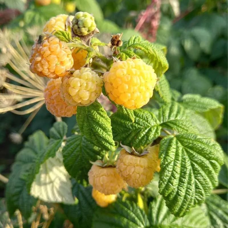 2 Fall Gold Raspberry Plants Live, Edible Berry Bush Plant, 5-10" Tall - Image 2