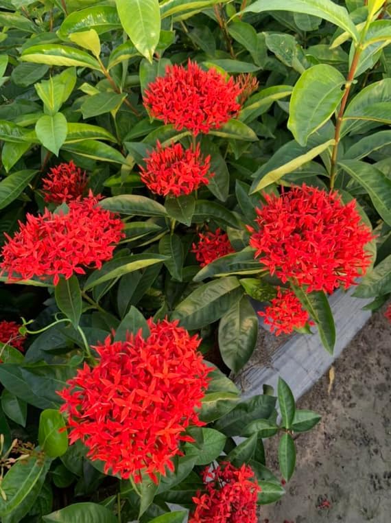 Dwarf Ixora Live Plant Red Flowering Ixora Tree Tropical Flowering Shrubs Flame of the Woods Plant 1-2 Ft Tall 3 Gal Pot, No Ship CA - Image 5