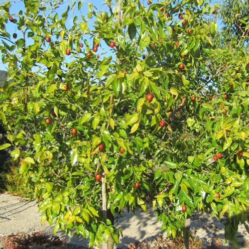 Li Jujube Tree, 8-14" Tall, Cold Hardy Jujube Tree Live Plant, Perennial Sweet Fruit Plants - Image 5