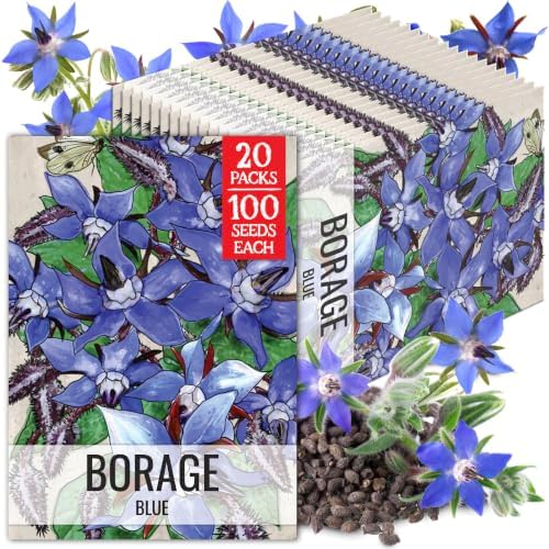 Seed Needs Blue Borage Seeds to Plant an Herb Garden - 20 Packs by SeedNeeds
