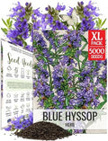 Seed Needs Blue Hyssop Seeds to Plant Non-GMO & Heirloom Herbs XL Pack by SeedNeeds