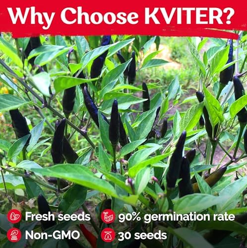 30 Black Cobra Chilli Hot Pepper Heirloom Vegetable Seeds, Capsicum Annuum - Image 5