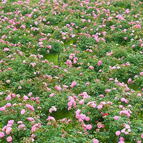 Perfect Plants Sweet Drift Rose Live Plant, 3 Gallon, Pink Ground Cover - Image 6